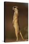 Alert Meerkat Standing Up-Paul Souders-Stretched Canvas
