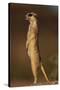 Alert Meerkat Standing Up-Paul Souders-Stretched Canvas