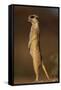 Alert Meerkat Standing Up-Paul Souders-Framed Stretched Canvas