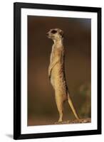 Alert Meerkat Standing Up-Paul Souders-Framed Photographic Print