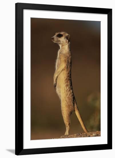 Alert Meerkat Standing Up-Paul Souders-Framed Photographic Print