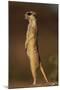 Alert Meerkat Standing Up-Paul Souders-Mounted Photographic Print