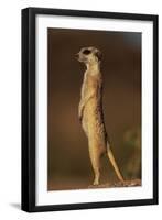 Alert Meerkat Standing Up-Paul Souders-Framed Photographic Print