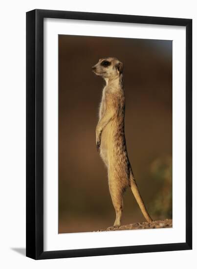 Alert Meerkat Standing Up-Paul Souders-Framed Photographic Print