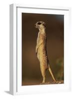 Alert Meerkat Standing Up-Paul Souders-Framed Photographic Print