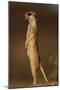 Alert Meerkat Standing Up-Paul Souders-Mounted Photographic Print