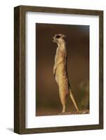 Alert Meerkat Standing Up-Paul Souders-Framed Photographic Print