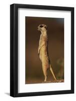 Alert Meerkat Standing Up-Paul Souders-Framed Photographic Print
