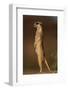 Alert Meerkat Standing Up-Paul Souders-Framed Photographic Print