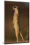 Alert Meerkat Standing Up-Paul Souders-Mounted Photographic Print