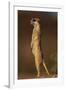 Alert Meerkat Standing Up-Paul Souders-Framed Photographic Print