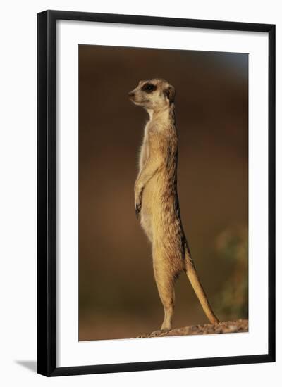 Alert Meerkat Standing Up-Paul Souders-Framed Photographic Print