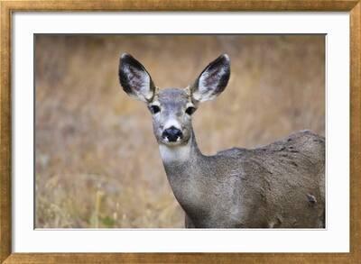 Alert Mule Deer (Odocoileus Hemionus) Stares at the Camera, Grand Teton  National Park, Wyoming, Usa' Photographic Print - Eleanor Scriven |  AllPosters.com