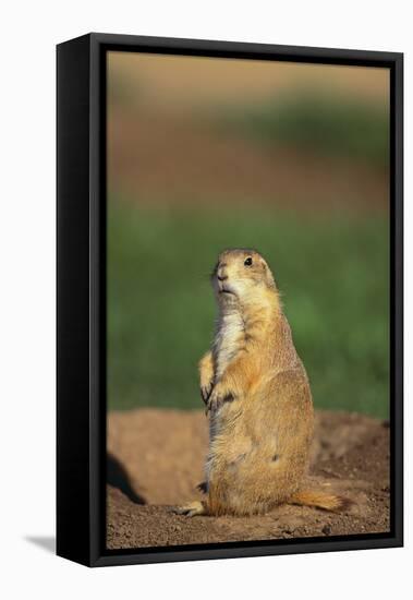 Alert Prairie Dog-DLILLC-Framed Stretched Canvas