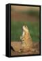 Alert Prairie Dog-DLILLC-Framed Stretched Canvas