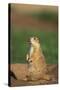 Alert Prairie Dog-DLILLC-Stretched Canvas