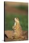 Alert Prairie Dog-DLILLC-Stretched Canvas