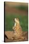 Alert Prairie Dog-DLILLC-Stretched Canvas