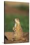 Alert Prairie Dog-DLILLC-Stretched Canvas