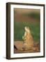 Alert Prairie Dog-DLILLC-Framed Photographic Print