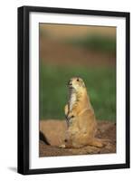 Alert Prairie Dog-DLILLC-Framed Photographic Print