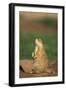 Alert Prairie Dog-DLILLC-Framed Photographic Print