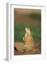 Alert Prairie Dog-DLILLC-Framed Photographic Print