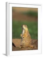 Alert Prairie Dog-DLILLC-Framed Photographic Print