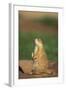 Alert Prairie Dog-DLILLC-Framed Photographic Print