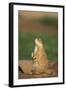 Alert Prairie Dog-DLILLC-Framed Photographic Print