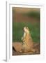 Alert Prairie Dog-DLILLC-Framed Photographic Print