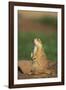 Alert Prairie Dog-DLILLC-Framed Photographic Print