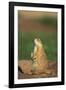 Alert Prairie Dog-DLILLC-Framed Photographic Print