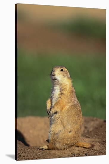 Alert Prairie Dog-DLILLC-Stretched Canvas