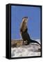 Alert River Otter-DLILLC-Framed Stretched Canvas