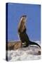 Alert River Otter-DLILLC-Stretched Canvas