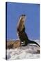 Alert River Otter-DLILLC-Stretched Canvas