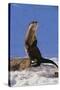 Alert River Otter-DLILLC-Stretched Canvas