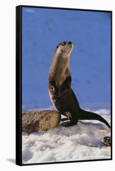 Alert River Otter-DLILLC-Framed Stretched Canvas