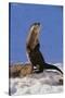 Alert River Otter-DLILLC-Stretched Canvas