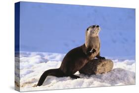 Alert River Otter-DLILLC-Stretched Canvas