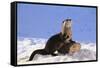 Alert River Otter-DLILLC-Framed Stretched Canvas