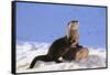 Alert River Otter-DLILLC-Framed Stretched Canvas