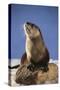 Alert River Otter-DLILLC-Stretched Canvas