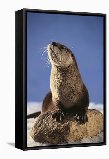 Alert River Otter-DLILLC-Framed Stretched Canvas