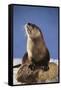 Alert River Otter-DLILLC-Framed Stretched Canvas