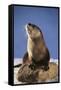 Alert River Otter-DLILLC-Framed Stretched Canvas