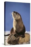 Alert River Otter-DLILLC-Stretched Canvas