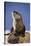 Alert River Otter-DLILLC-Stretched Canvas