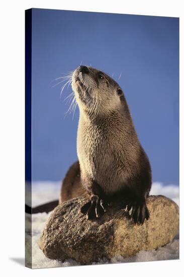 Alert River Otter-DLILLC-Stretched Canvas